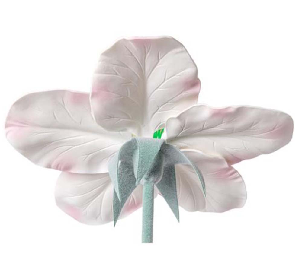 Apfelblüte