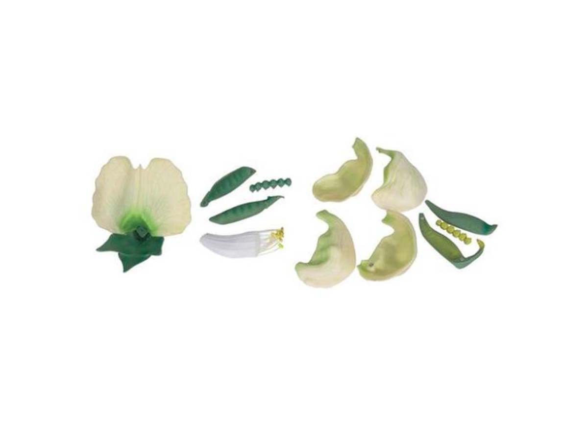 Erbsenblüte