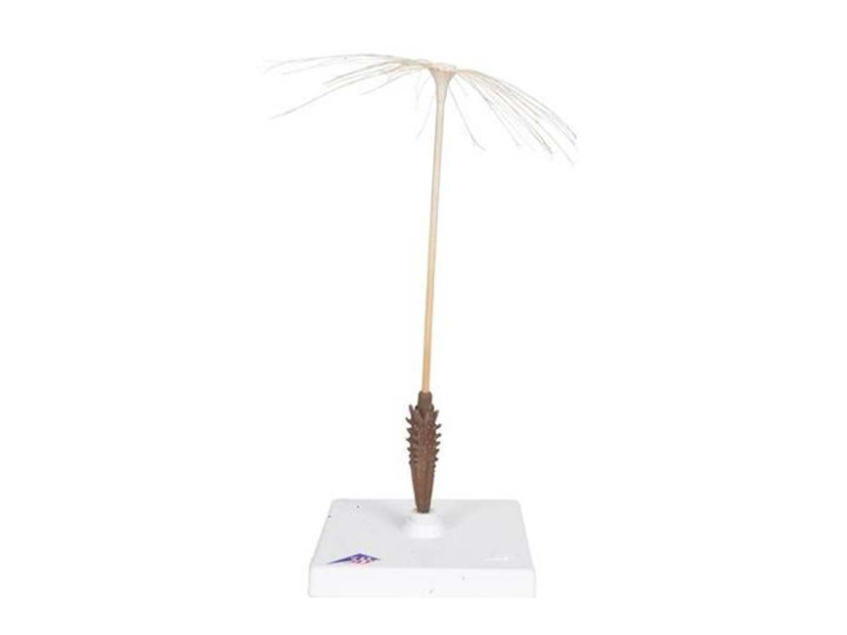 Löwenzahnblüte