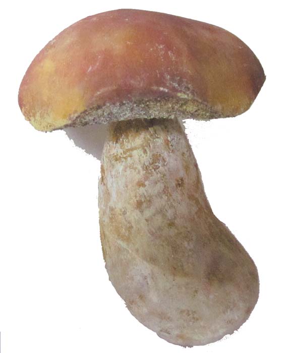 Pilzmodell - Steinpilz