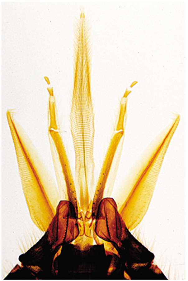 Präparate - Insekten