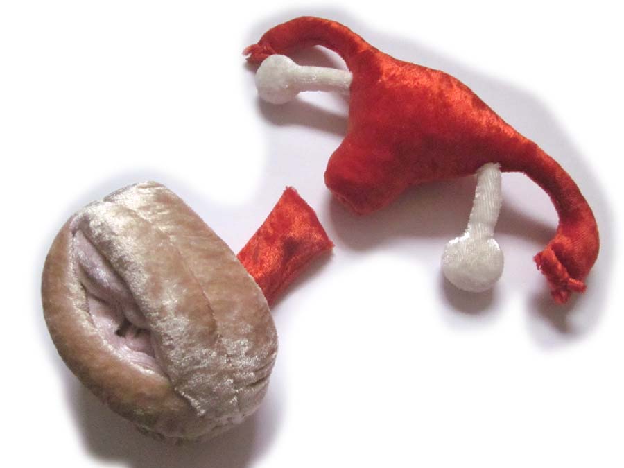 Vulva/Vagina Modell