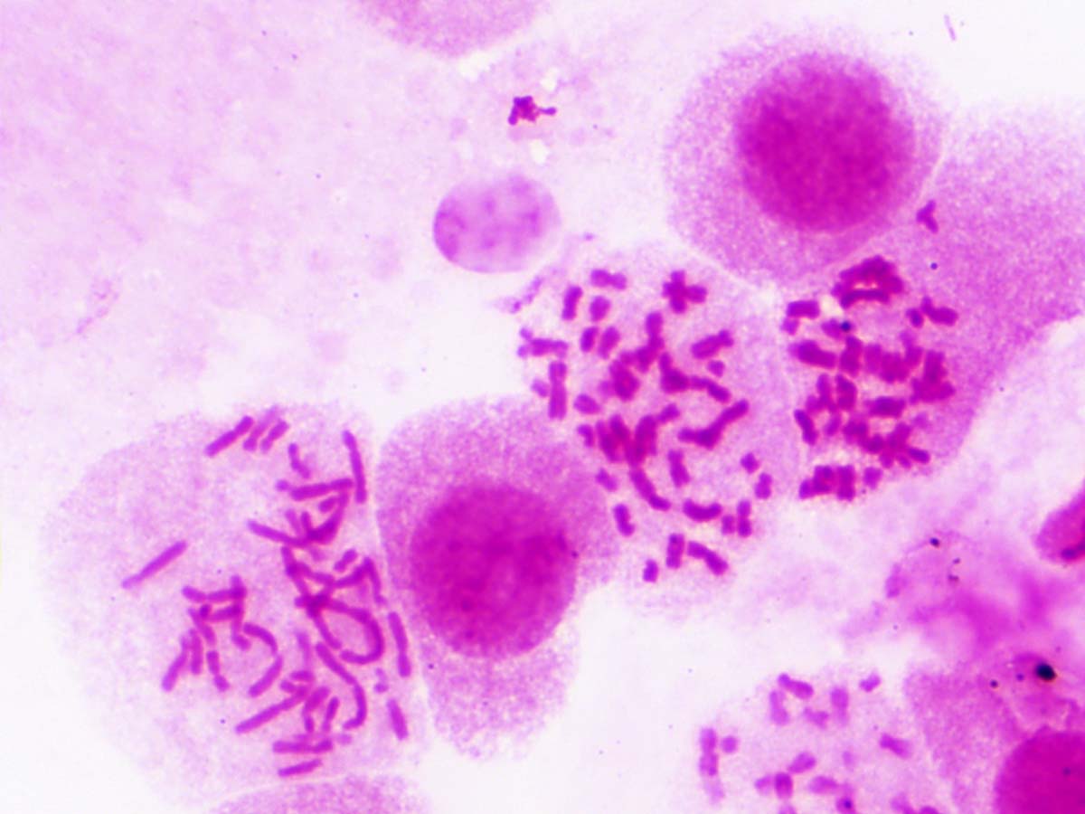 Dauerpräparate: Histologie