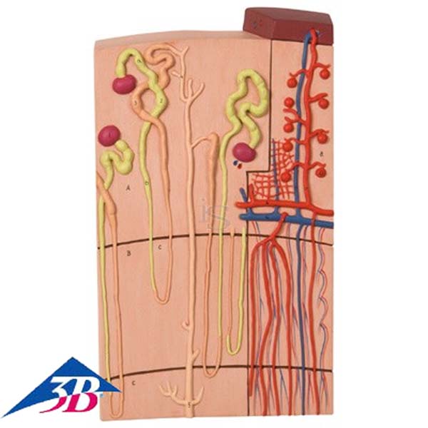 Nephron Modell mit Blutgefäßen, 120-fache Größe