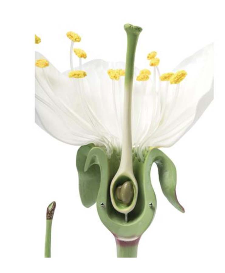 Kirschblüte mit Frucht