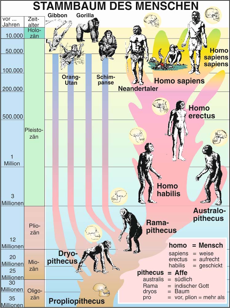 Transparentmappe - Evolution 1