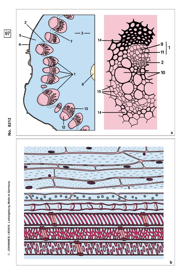 Präparate - Blütenpflanzen, Stamm und Stängel
