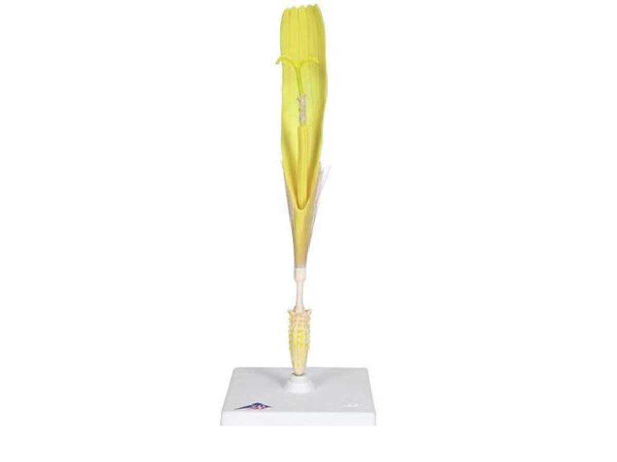 Löwenzahnblüte