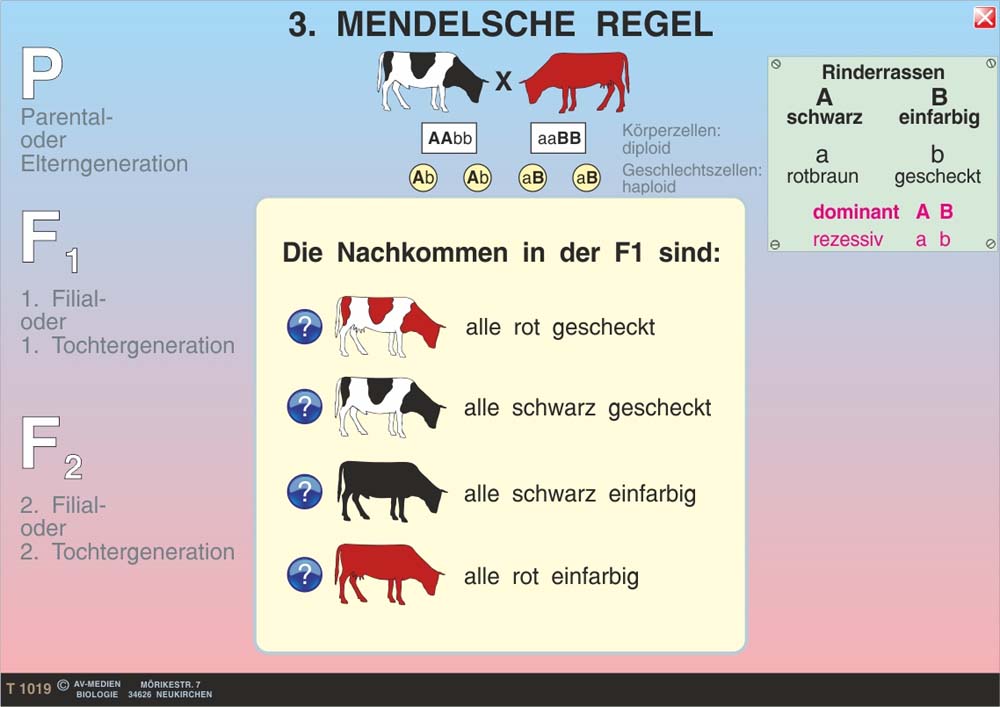Genetik 2: Klassische Genetik