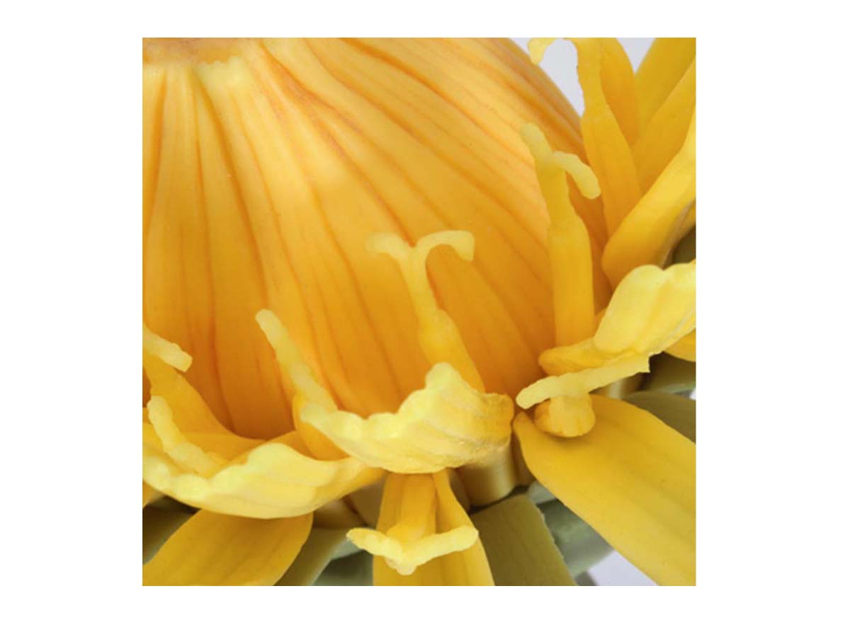 Löwenzahnblüte