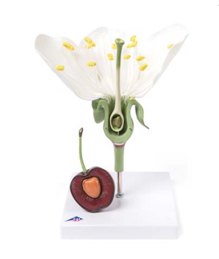 Kirschblüte mit Frucht