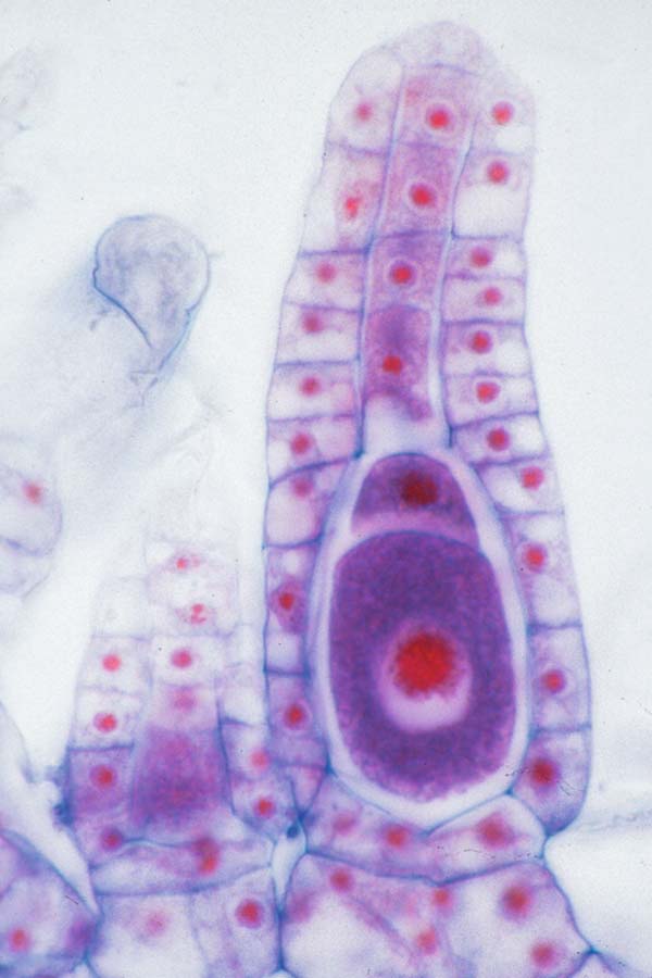 Schüler-Set Wege in die Welt des Kleinen