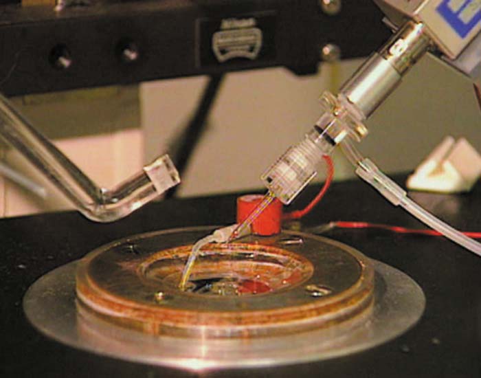 Membranpotenziale - DVD