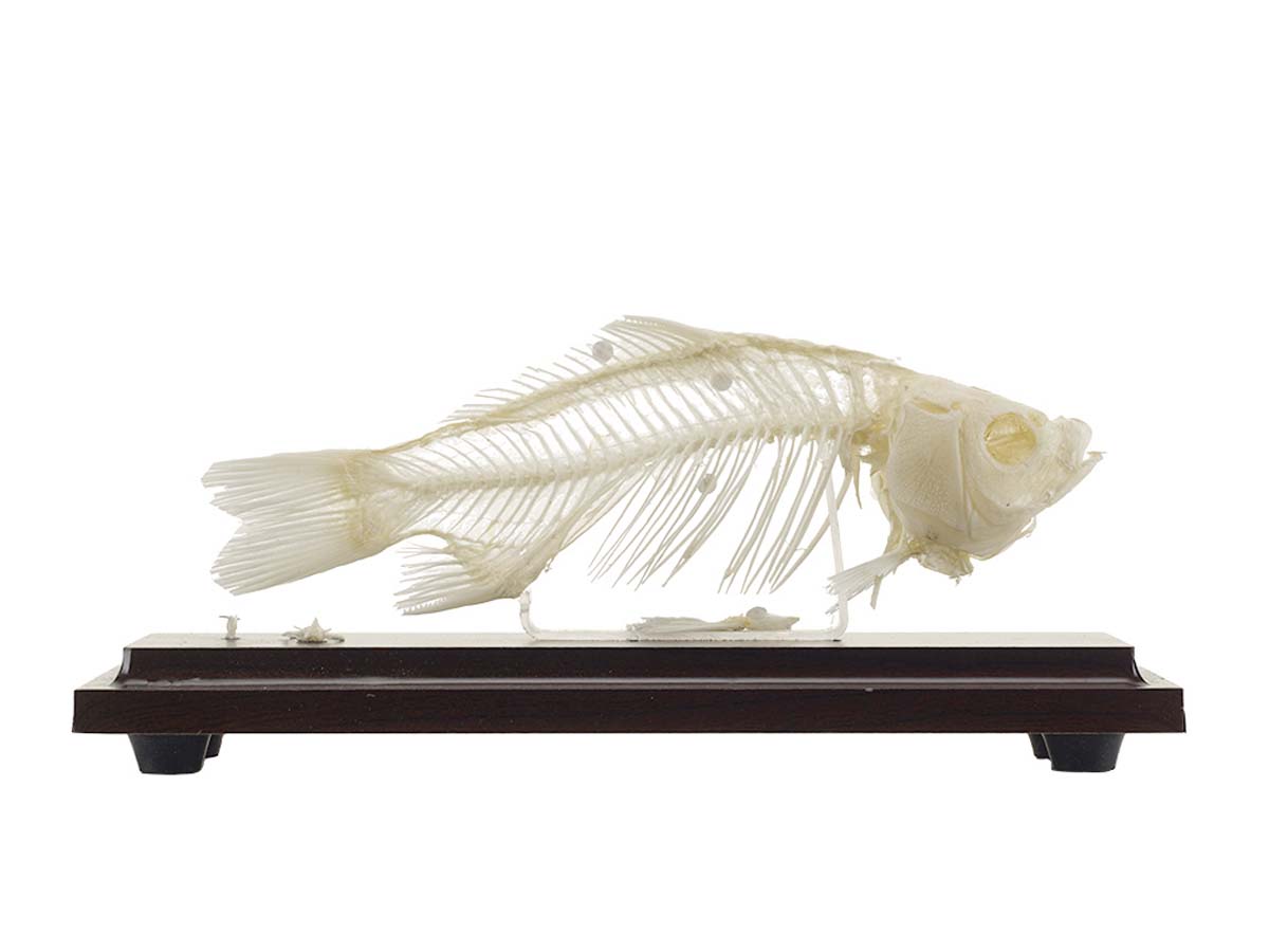 Tierskelett - Fischskelett