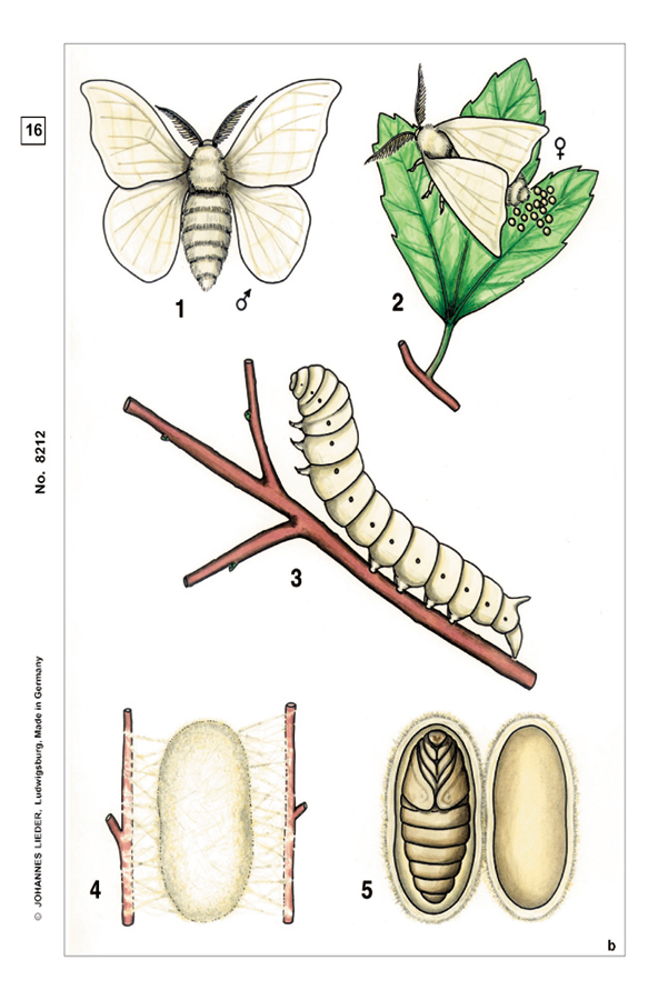 Präparate - Insekten