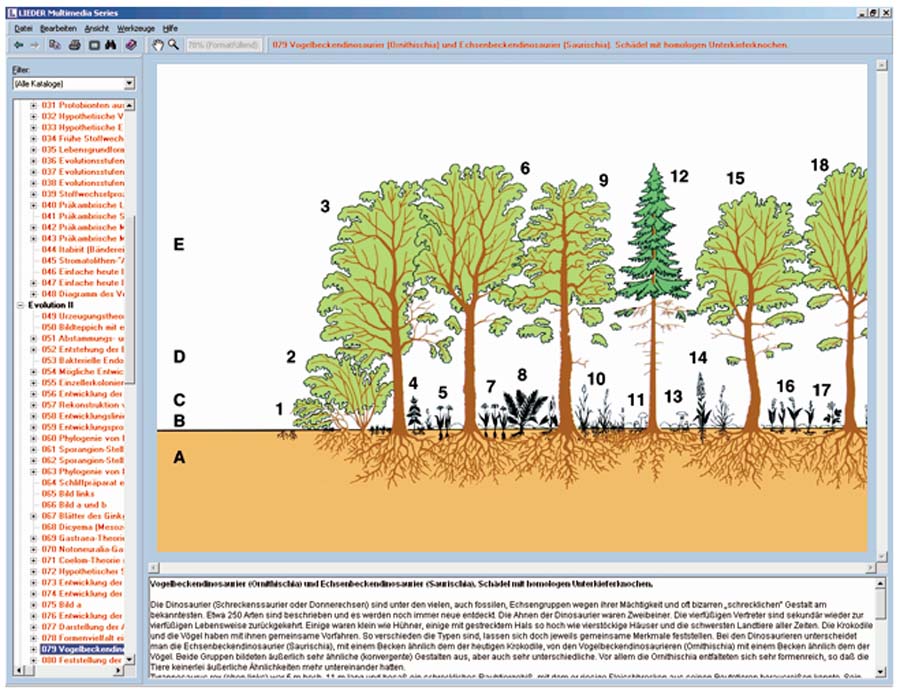 Der Wald als Lebensraum