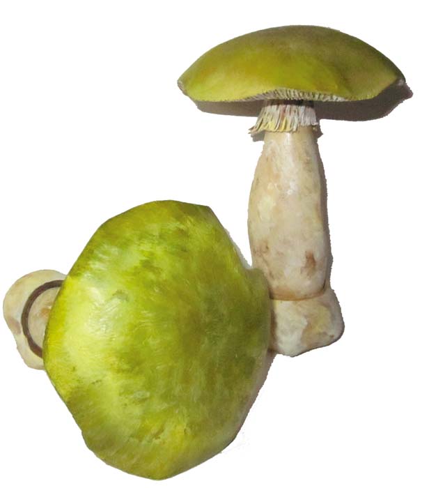 Pilzmodell - Grüner Knollenblätterpilz