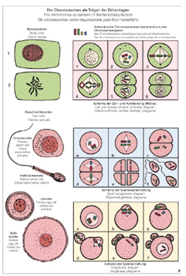 Präparate - Mitose und Meiose (Zellteilung)