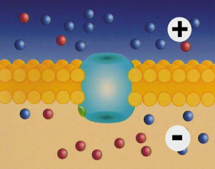 Membranpotenziale - DVD