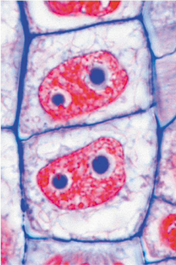 Präparate - Die Pflanzenzelle (Cytologie)