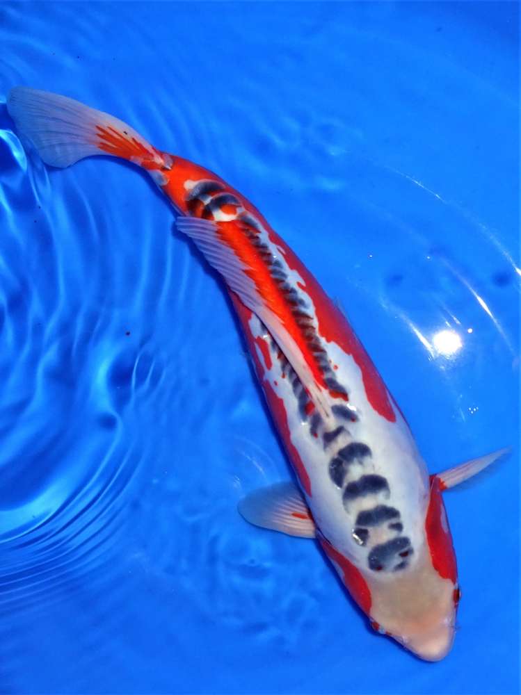 Shusui 41 cm