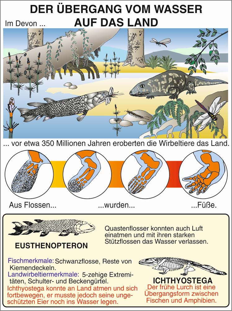Transparentmappe - Evolution 1