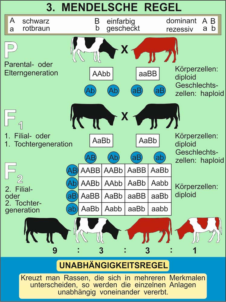 Grundwissen Genetik