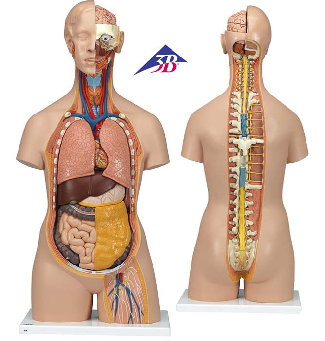 Klassik Torso Modell, geschlechtslos mit geöffnetem Rücken, 18-teilig