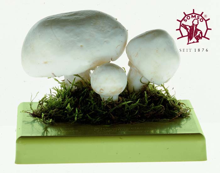 Pilzmodell - Wiesenchampignon, Feldegerling