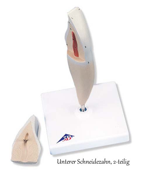 Zahnmodelle - 5 Modelle