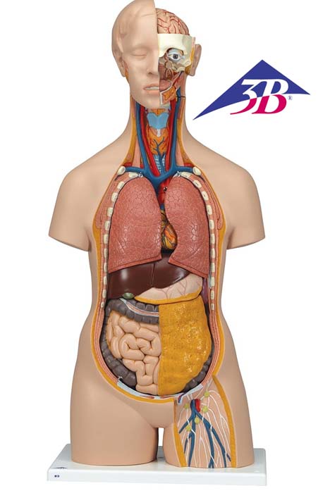 Klassik Torso Model, geschlechtsneutral, 14-teilig