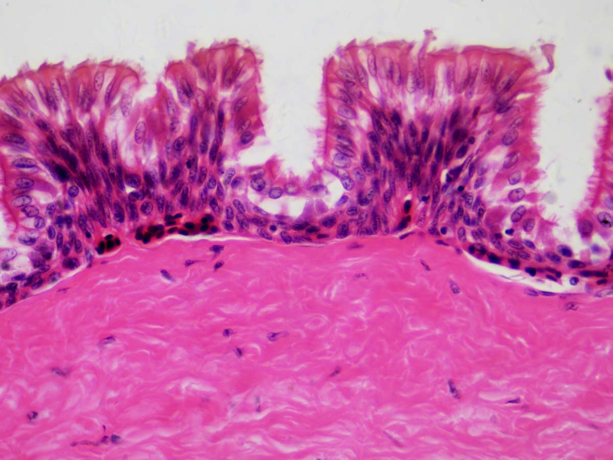 Dauerpräparate: Histologie
