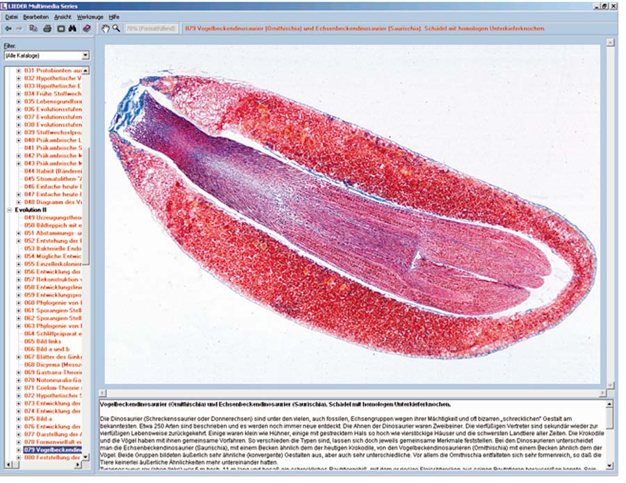 Zellteilung und Reifeteilung (Mitose und Meiose)