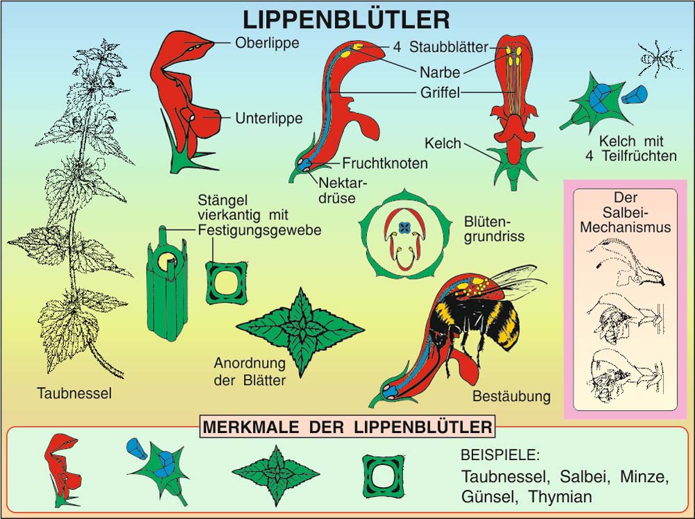 Grundwissen Botanik 1