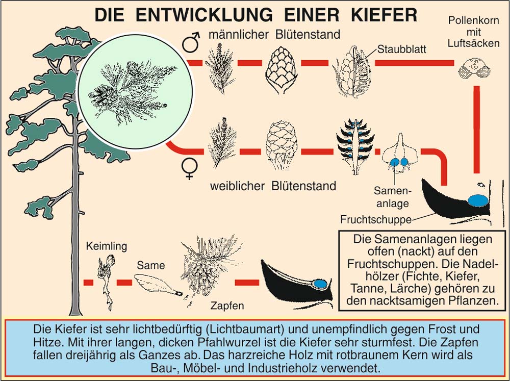 Grundwissen Botanik 2 - Bäume