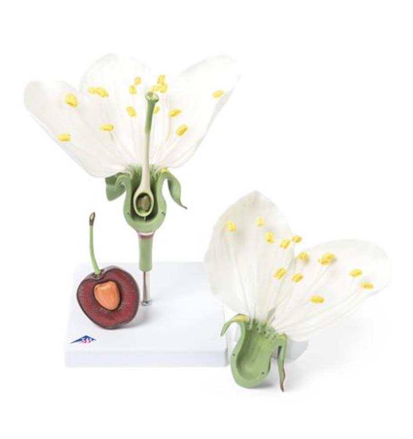 Kirschblüte mit Frucht