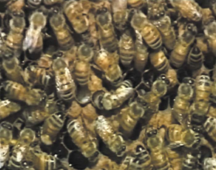 Die faszinierende Welt der Insekten - DVD