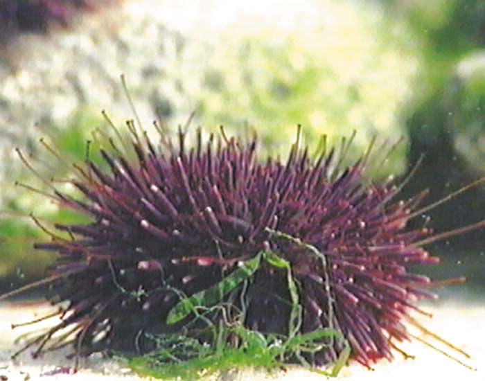 Embryonalentwicklung: Seeigel und Frosch - DVD