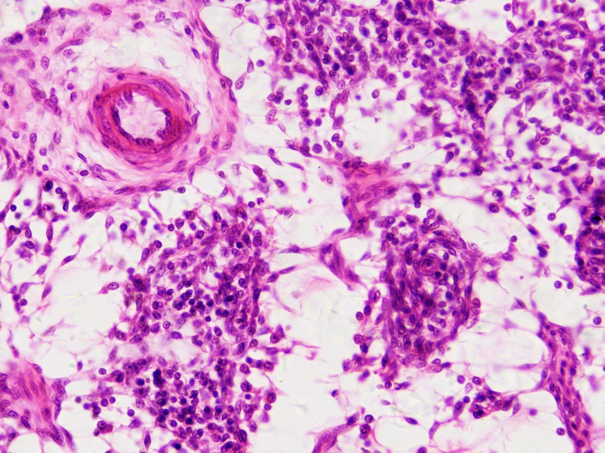 Dauerpräparate: Histologie