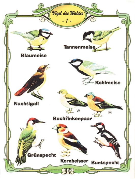 Vögel des Waldes 1 - Folie A4