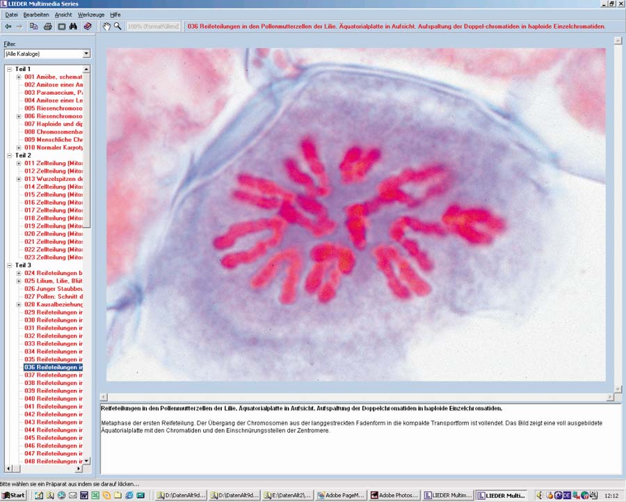 Zellteilung und Reifeteilung (Mitose und Meiose)