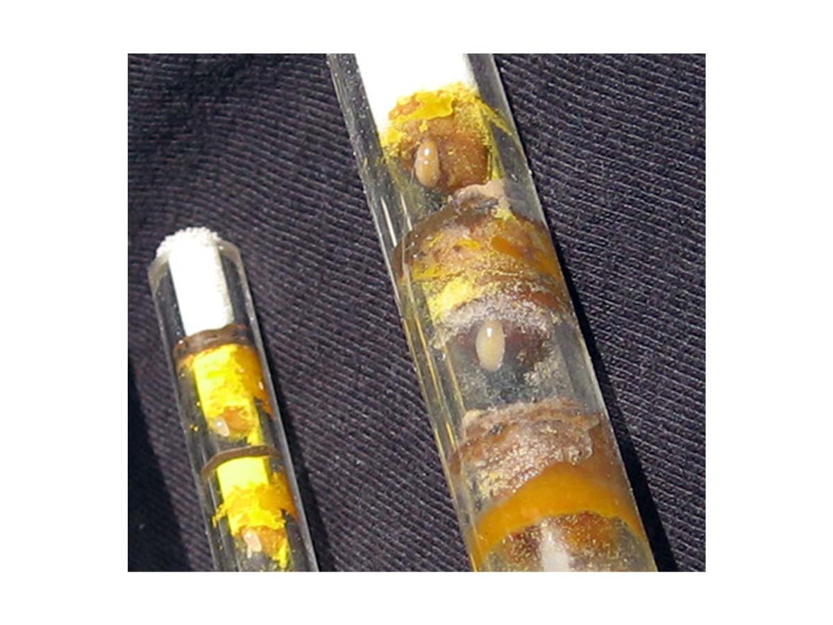 Insektennisthaus