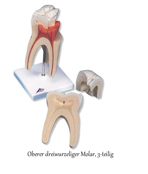 Zahnmodelle - 5 Modelle
