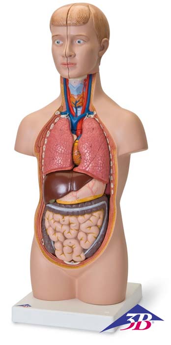 Mini Torso Modell, 12-teilig