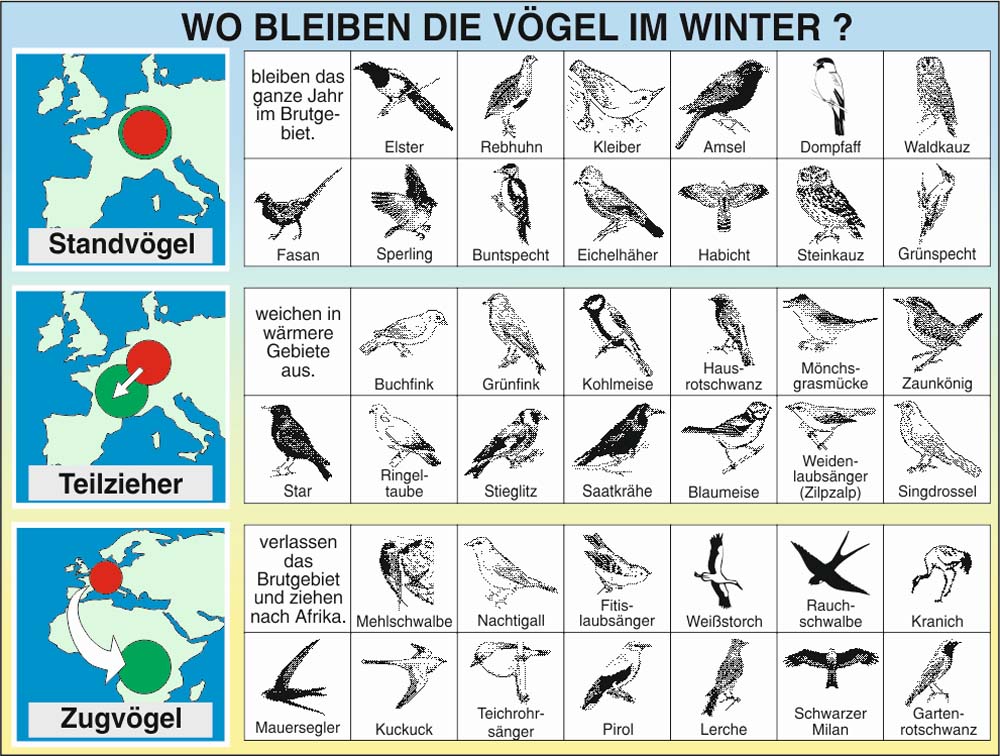 Grundwissen Ökologie 3 - Überwinterung