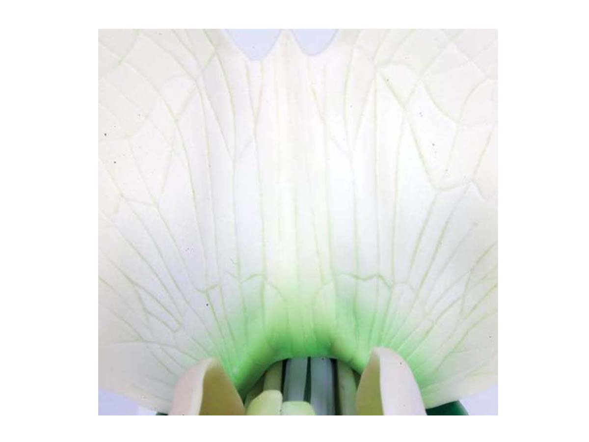 Erbsenblüte
