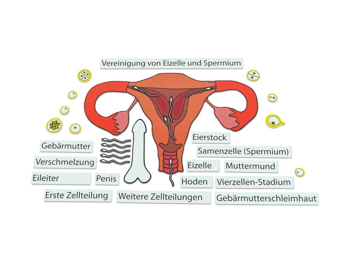 Ein Kind entsteht