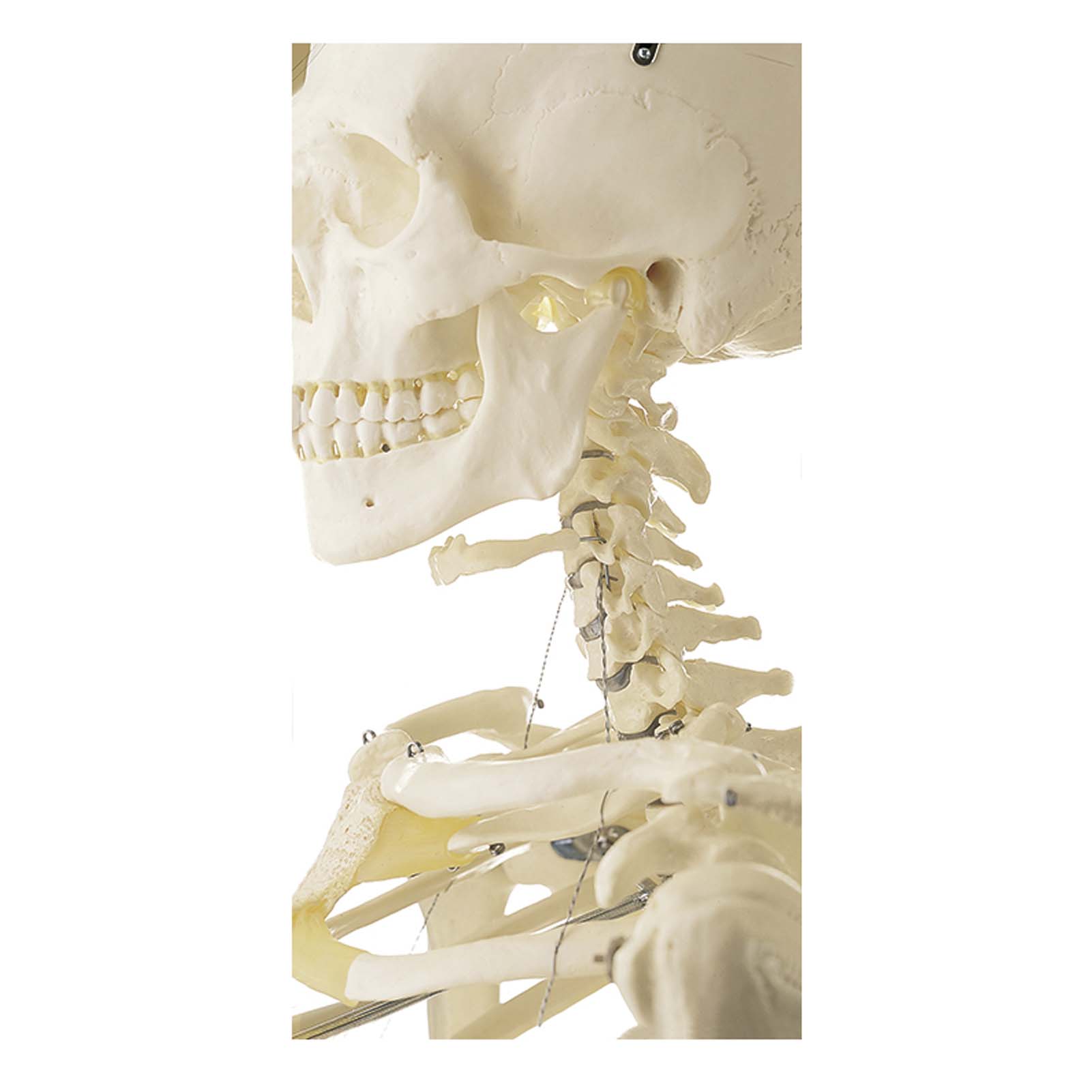 Künstliches Homo-Skelett