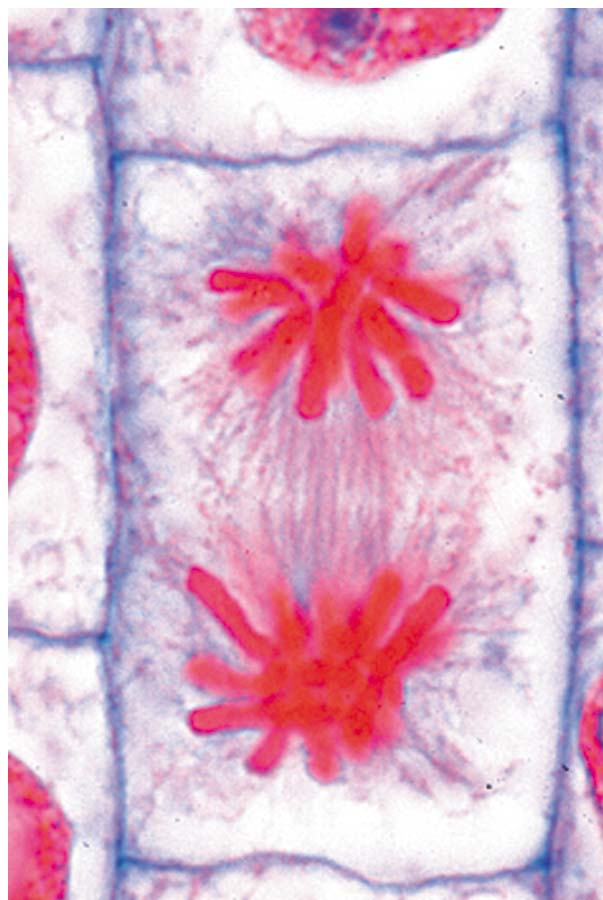 Präparate - Mitose und Meiose (Zellteilung)