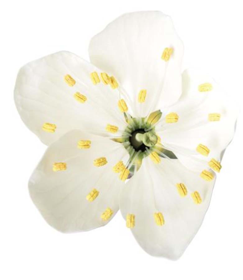 Kirschblüte mit Frucht